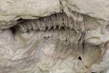 Bargain, Ventral Cybele Panderi Trilobite Fossil - Russia #363131-2